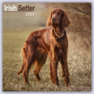 Irish Setter - Irish Setter 2023 - 16-Monatskalender