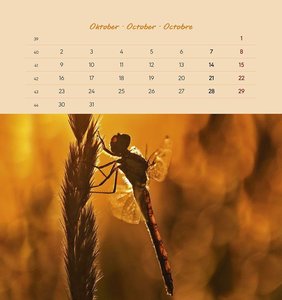 Gartenfreunde 2023 - Postkartenkalender 16x17 cm - Tiere - zum Aufstellen oder Aufhängen - Monatskalendarium - Gadget - Mitbringsel - Alpha Edition