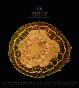 MikroGrafia - Pflanzenquerschnitte unter dem Mikroskop - Gerhard Vlcek - Kalender 2024