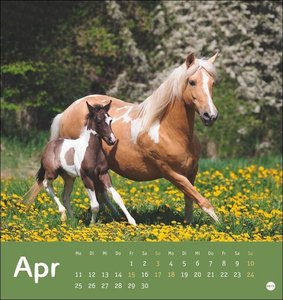 Pferde Postkartenkalender 2022