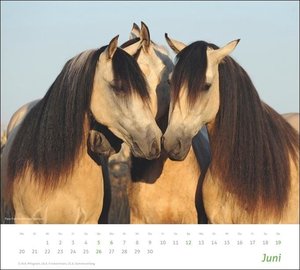 times&more Pferde Bildkalender 2022