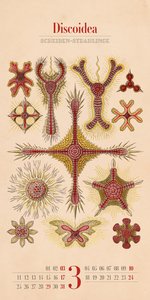 Kunst-Formen der Natur - Ernst Haeckel - Kalender 2024