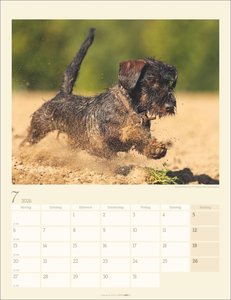Dackel Kalender 2026