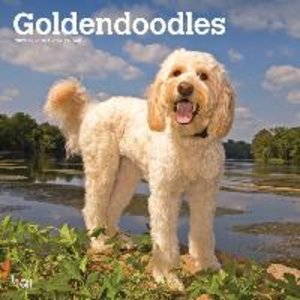 Goldendoodles 2023 Square