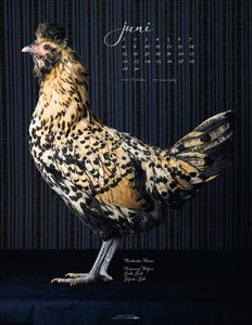 Pretty Chicks 2026