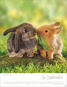 Kaninchenkinder Posterkalender 2026