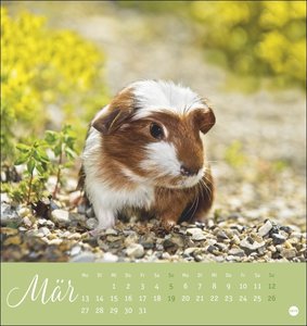 Kuschelige Meerschweinchen Postkartenkalender 2023