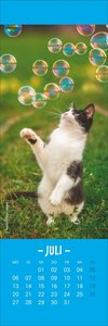 Katzen Lesezeichen & Kalender 2026