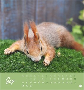 Eichhörnchen Postkartenkalender 2026