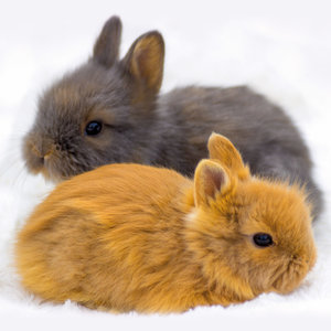 Rabbits/Kaninchen  2022