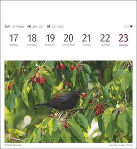 Heimische Vögel Postkartenkalender 2023