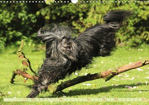Tibet Terrier Theo