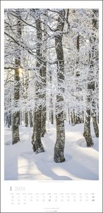 Im Wald Kalender 2024. Die heimischen Wälder in faszinierenden Fotos dargestellt in einem XL Kalender. Bäume und Co. in einem länglichen Kalender. 33x68 cm Hochformat