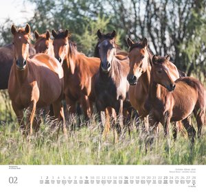 Geliebte Pferde 2025 – DUMONT-Wandkalender – Pferdefotografie von Christiane Slawik Format – 38,0 x 35,5 cm