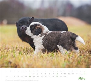 times&more Echte Freunde Bildkalender 2026