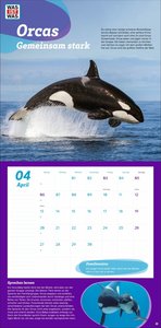 WAS IST WAS Tierwelt Broschurkalender 2026