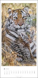 Big Cats Kalender 2022