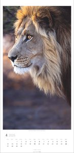 Big Cats Kalender 2026