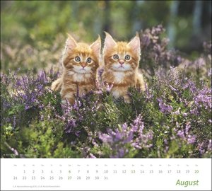 times&more Katzen Bildkalender 2023