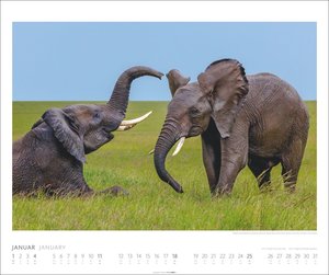 Elefanten Kalender 2026
