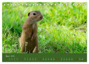 Ziesel auf Augenhöhe (Tischkalender 2024 DIN A5 quer), CALVENDO Monatskalender