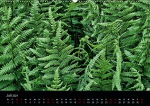 Farne - Filigrane Schönheiten (Wandkalender 2021 DIN A2 quer)