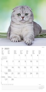 Katzen 2023 - Broschürenkalender 30x30 cm (30x60 geöffnet) - Kalender mit Platz für Notizen - Cats - Bildkalender - Wandplaner - Katzenkalender