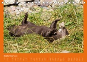 Tierkinder (Tischkalender 2023 DIN A5 quer)