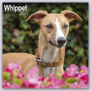 Whippet - Kleine Englische Windhunde 2023 - 16-Monatskalender