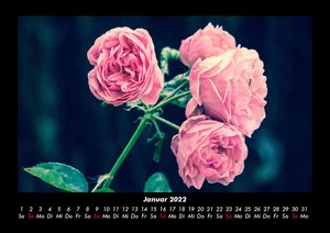 Rosen-Kalender 2022 Fotokalender DIN A3