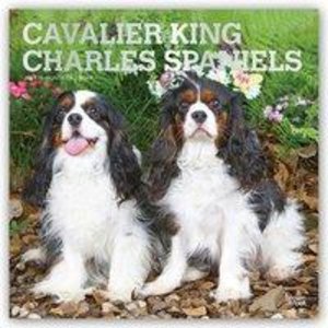 Cavalier King Charles Spaniels 2021- 16-Monatskalender mit freier DogDays-App