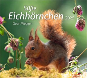 times&more Eichhörnchen Bildkalender 2025