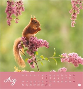 Eichhörnchen Postkartenkalender 2026