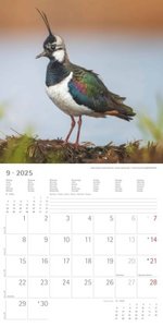 Vögel 2025 - Broschürenkalender 30x30 cm (30x60 geöffnet) - Kalender mit Platz für Notizen - Birds - Bildkalender - Wandkalender - Vogelkalender