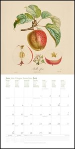 Fruits 2023 - Broschürenkalender - mit historischen Abbildungen alter Obstsorten von Pierre Antoine Poiteau - Format 30 x 30 cm