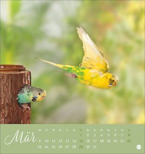 Freche Wellensittiche Postkartenkalender 2026