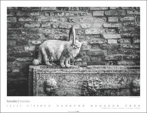 Venedig und die Katzen Kalender 2023. Samtpfoten in der Lagunenstadt, eingefangen in einem großen Wandkalender in schwarz-weiß. Hochwertiger Fotokalender im Großformat für Katzenliebhaber.