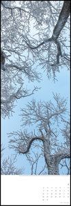 Bäume 2023 - Foto-Kalender - Wand-Kalender - King-Size - 34x98