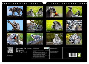 Lemuren die süßen Bewohner Madagaskars (Wandkalender 2024 DIN A3 quer), CALVENDO Monatskalender