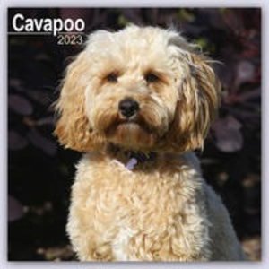 Cavapoo - Cavoodle 2023 - 16-Monatskalender