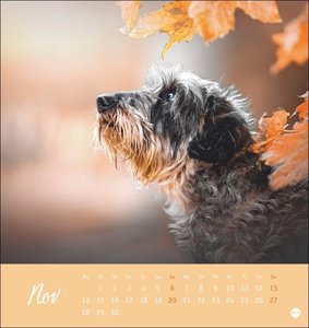 Dackel Postkartenkalender 2022