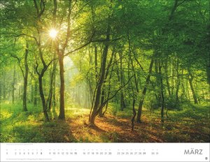 Schönheit des Waldes Posterkalender 2026