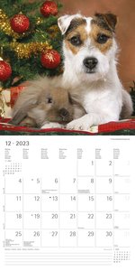 Tierfreundschaften 2023 - Broschürenkalender 30x30 cm (30x60 geöffnet) - Kalender mit Platz für Notizen - Animal Friendships - Bildkalender - Planer