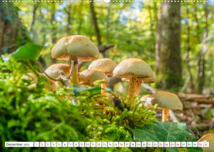 Pilze in den Herbstwäldern (Premium, hochwertiger DIN A2 Wandkalender 2023, Kunstdruck in Hochglanz)