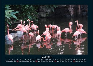 Vogel Kalender 2022 Fotokalender DIN A4