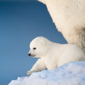 Polar Bears/Eisbärchen 2022
