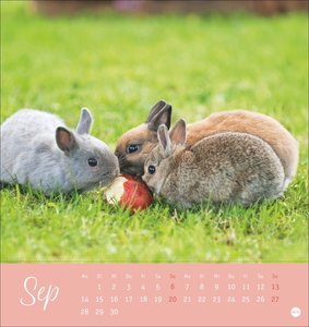 Süße Kaninchen Postkartenkalender 2026