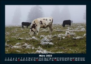 Kühe Kalender 2022 Fotokalender DIN A5