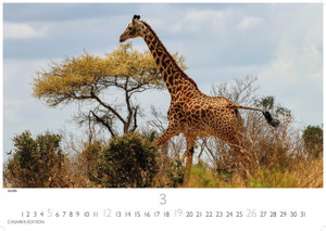 Kenia/Serengeti 2023 L 35x50cm