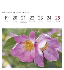Blumenpracht Postkartenkalender 2023. Kleiner Kalender mit 53 traumhaften Fotos von Blumensträußen und Blüten. Blumen-Kalender 2023 mit Postkarten.